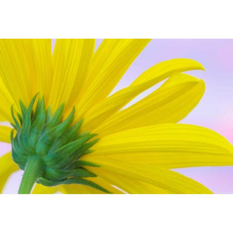 Sunflower Macro I White Modern Wood Framed Art Print by Mahan, Kathy