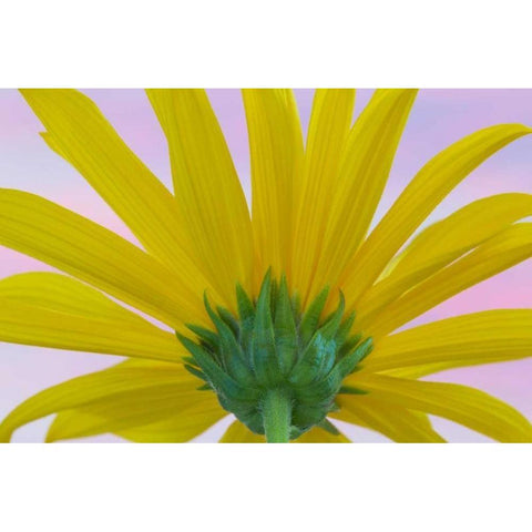 Sunflower Macro II White Modern Wood Framed Art Print by Mahan, Kathy