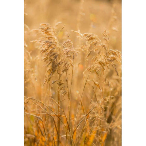 Autumn Grasses I White Modern Wood Framed Art Print by Mahan, Kathy