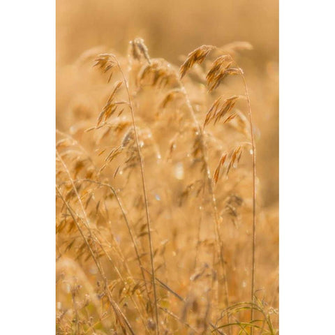 Autumn Grasses II Black Modern Wood Framed Art Print with Double Matting by Mahan, Kathy