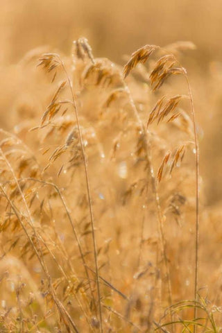 Autumn Grasses II White Modern Wood Framed Art Print with Double Matting by Mahan, Kathy