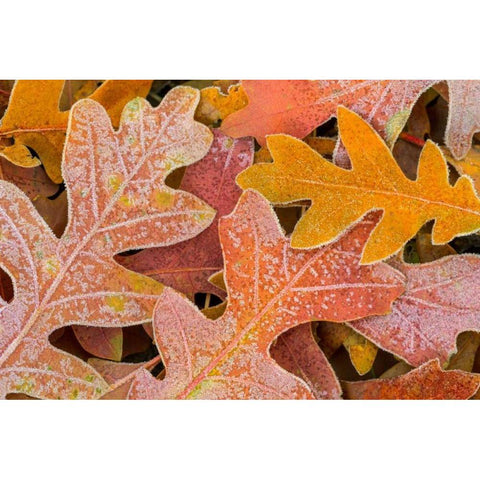 Frosty Leaves I Gold Ornate Wood Framed Art Print with Double Matting by Mahan, Kathy