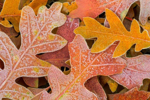Frosty Leaves I Black Ornate Wood Framed Art Print with Double Matting by Mahan, Kathy