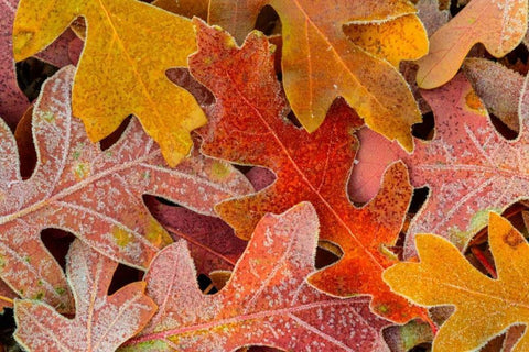 Frosty Leaves II White Modern Wood Framed Art Print with Double Matting by Mahan, Kathy