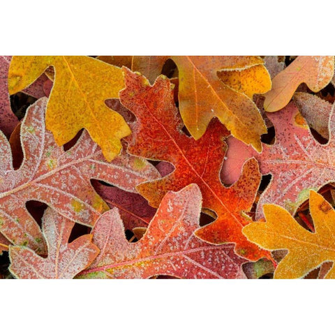 Frosty Leaves II Gold Ornate Wood Framed Art Print with Double Matting by Mahan, Kathy