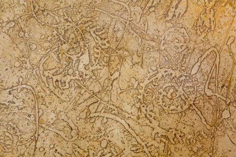 San Miguel Fossils II White Modern Wood Framed Art Print with Double Matting by Mahan, Kathy