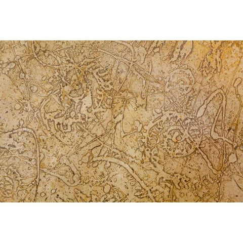 San Miguel Fossils II Black Modern Wood Framed Art Print by Mahan, Kathy