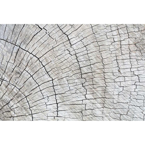 Weathered Wood II Black Modern Wood Framed Art Print with Double Matting by Mahan, Kathy