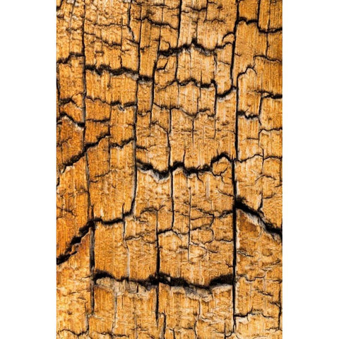 Pine Patterns I White Modern Wood Framed Art Print by Mahan, Kathy