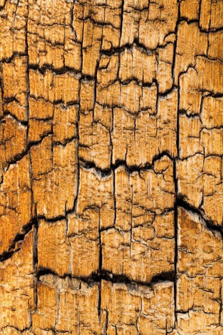 Pine Patterns I Black Ornate Wood Framed Art Print with Double Matting by Mahan, Kathy