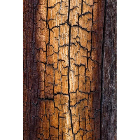 Pine Patterns II Gold Ornate Wood Framed Art Print with Double Matting by Mahan, Kathy