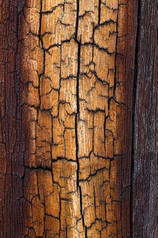 Pine Patterns II White Modern Wood Framed Art Print with Double Matting by Mahan, Kathy