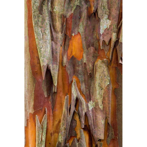 Crape Myrtle Bark I Black Modern Wood Framed Art Print with Double Matting by Mahan, Kathy