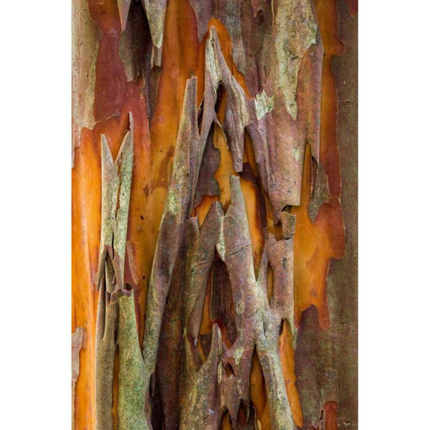 Crape Myrtle Bark II Black Modern Wood Framed Art Print with Double Matting by Mahan, Kathy