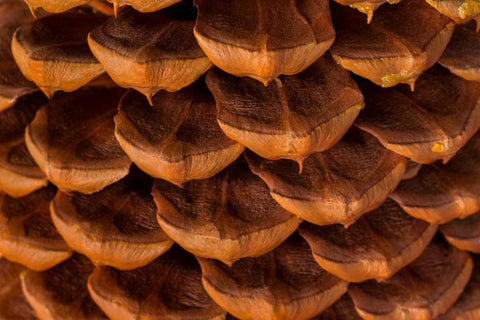 Pine Cone I White Modern Wood Framed Art Print with Double Matting by Mahan, Kathy