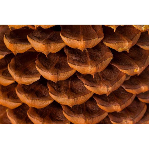 Pine Cone I Black Modern Wood Framed Art Print with Double Matting by Mahan, Kathy