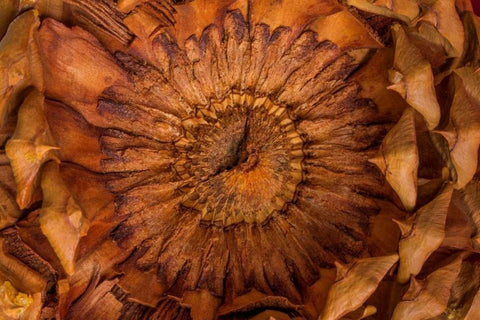 Pine Cone II Black Ornate Wood Framed Art Print with Double Matting by Mahan, Kathy