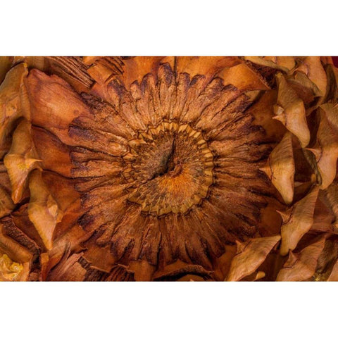 Pine Cone II Black Modern Wood Framed Art Print by Mahan, Kathy