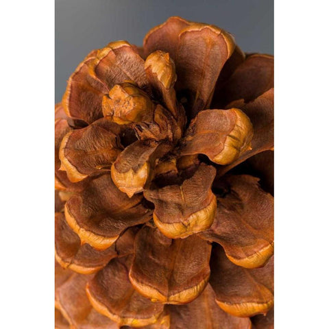 Pine Cone III Black Modern Wood Framed Art Print with Double Matting by Mahan, Kathy