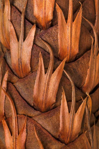 Pine Cone IV Black Ornate Wood Framed Art Print with Double Matting by Mahan, Kathy