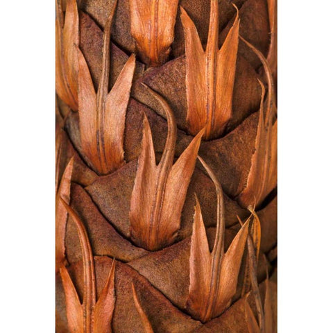 Pine Cone IV Black Modern Wood Framed Art Print with Double Matting by Mahan, Kathy