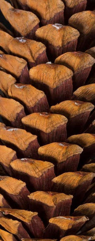 Pine Cone V White Modern Wood Framed Art Print with Double Matting by Mahan, Kathy