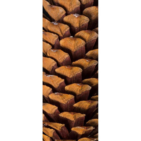 Pine Cone V Black Modern Wood Framed Art Print by Mahan, Kathy