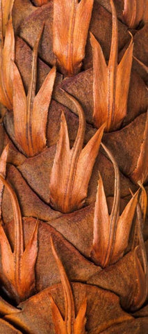 Pine Cone VI White Modern Wood Framed Art Print with Double Matting by Mahan, Kathy