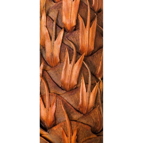 Pine Cone VI White Modern Wood Framed Art Print by Mahan, Kathy