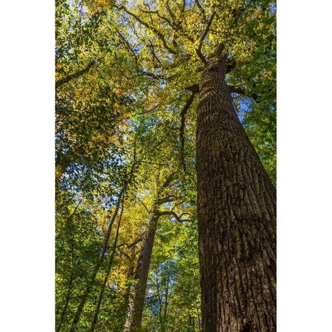 Tulip-Poplar Tree I Black Modern Wood Framed Art Print with Double Matting by Mahan, Kathy