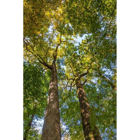 Tulip-Poplar Tree II Black Modern Wood Framed Art Print with Double Matting by Mahan, Kathy