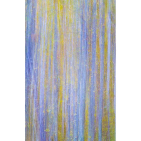 Forest Blur I Black Modern Wood Framed Art Print by Mahan, Kathy