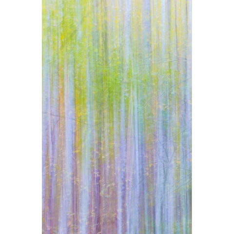 Forest Blur II White Modern Wood Framed Art Print by Mahan, Kathy