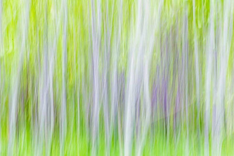 Aspen Blur I White Modern Wood Framed Art Print with Double Matting by Mahan, Kathy