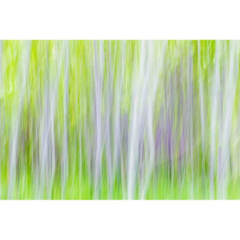 Aspen Blur I White Modern Wood Framed Art Print by Mahan, Kathy