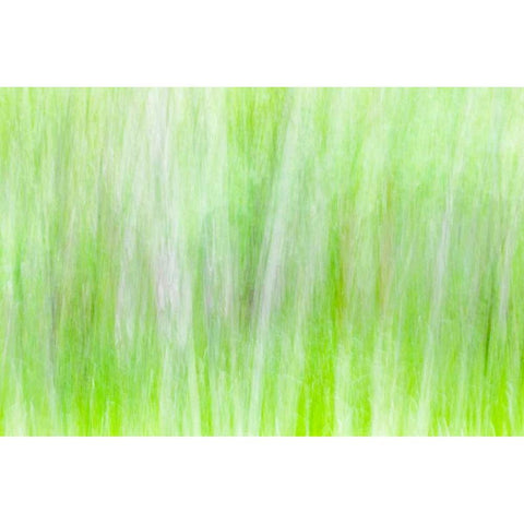 Aspen Blur II Black Modern Wood Framed Art Print by Mahan, Kathy