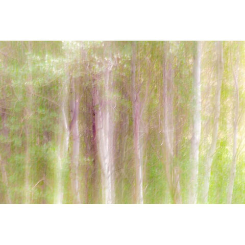 Aspen Blur III Black Modern Wood Framed Art Print by Mahan, Kathy