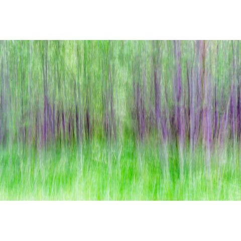 Aspen Blur IV Black Modern Wood Framed Art Print by Mahan, Kathy