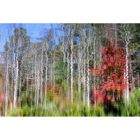 Forest Reflections I White Modern Wood Framed Art Print by Mahan, Kathy