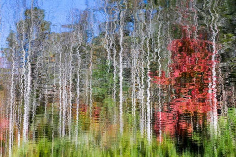 Forest Reflections I White Modern Wood Framed Art Print with Double Matting by Mahan, Kathy