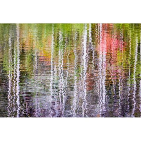 Forest Reflections II Black Modern Wood Framed Art Print by Mahan, Kathy