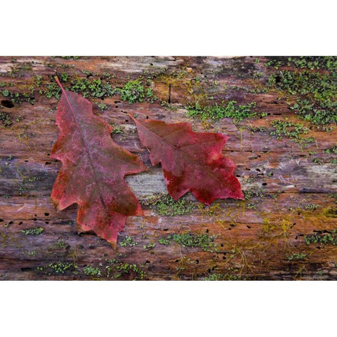 On a Log I Gold Ornate Wood Framed Art Print with Double Matting by Mahan, Kathy