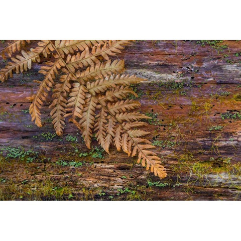 On a Log II White Modern Wood Framed Art Print by Mahan, Kathy