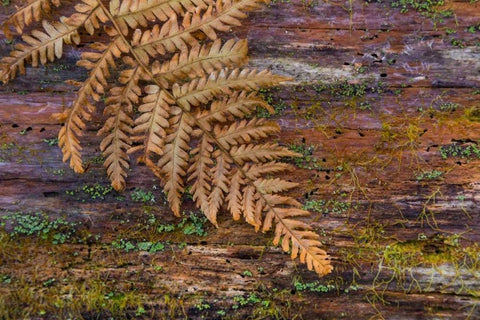 On a Log II Black Ornate Wood Framed Art Print with Double Matting by Mahan, Kathy