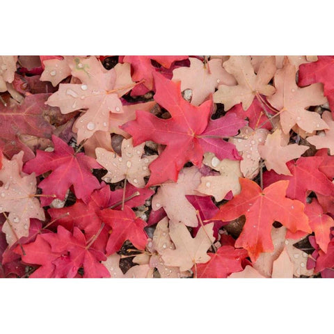 Fallen Leaves I Black Modern Wood Framed Art Print by Mahan, Kathy