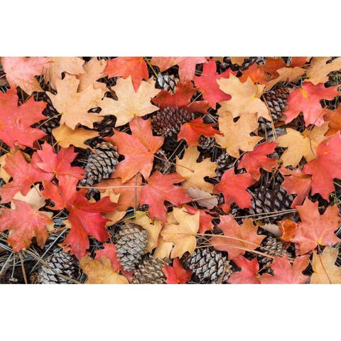 Fallen Leaves II Black Modern Wood Framed Art Print by Mahan, Kathy