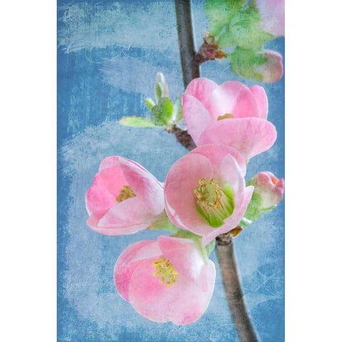 Flowering Quince I Black Modern Wood Framed Art Print with Double Matting by Mahan, Kathy