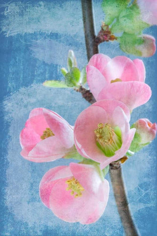 Flowering Quince I White Modern Wood Framed Art Print with Double Matting by Mahan, Kathy
