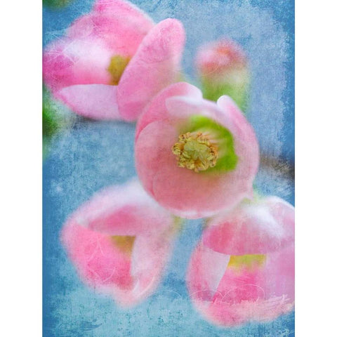 Flowering Quince II Black Modern Wood Framed Art Print with Double Matting by Mahan, Kathy