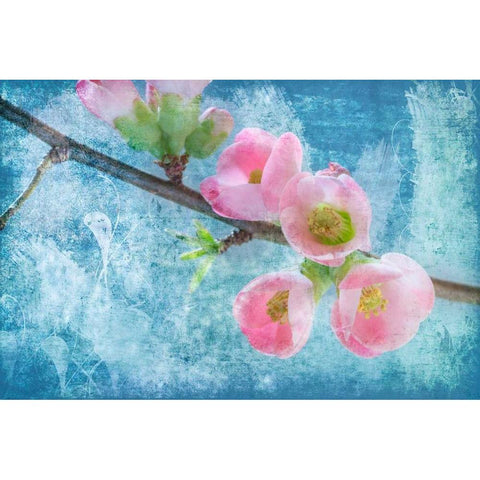 Flowering Quince III White Modern Wood Framed Art Print by Mahan, Kathy